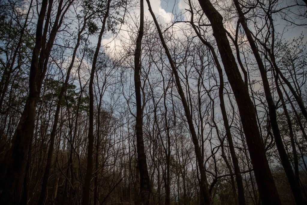 Tree Branch Impales New Jersey Man