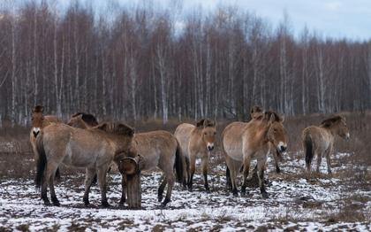 Horses of Chernobyl Found Shelter in 9 Abandoned Barns