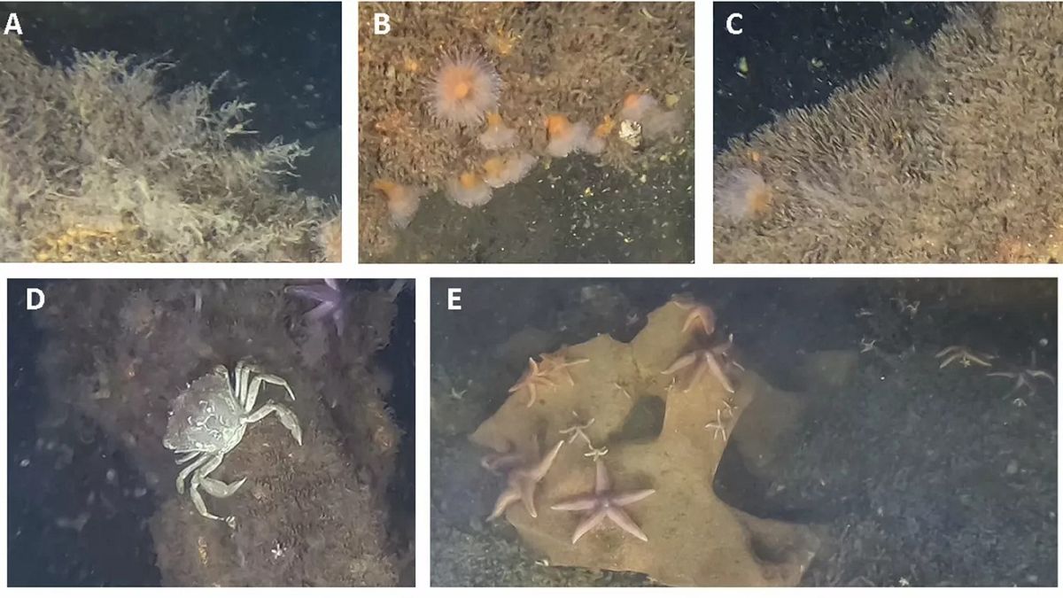 La ciencia, sorprendida al encontrar vida marina prosperando en explosivos de la Segunda Guerra Mundial en el Báltico