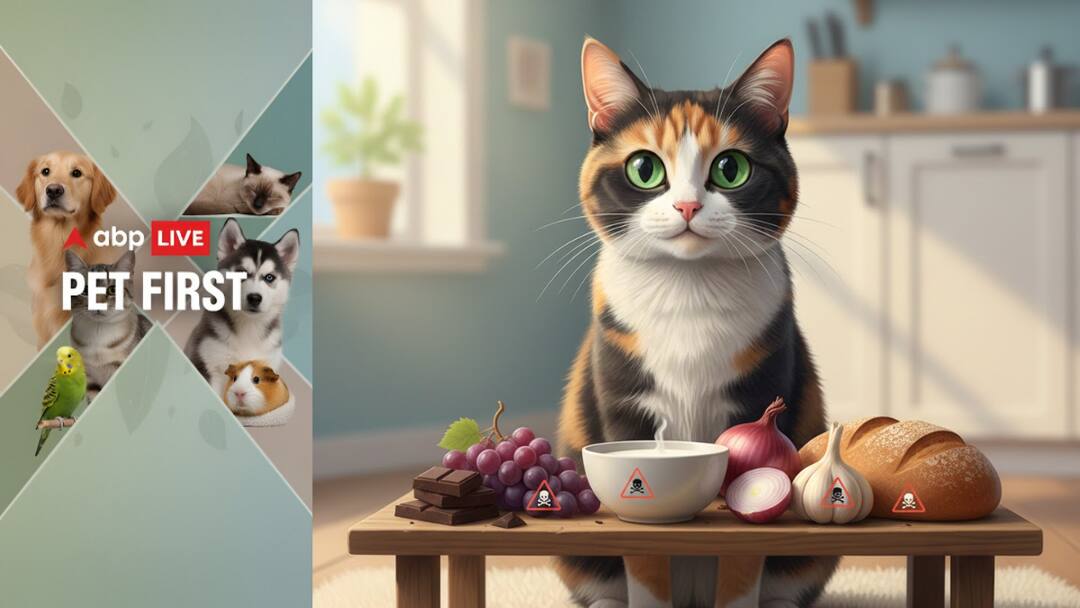 ABP Live Pet First | 7 Human Foods That Are Dangerous For Cats