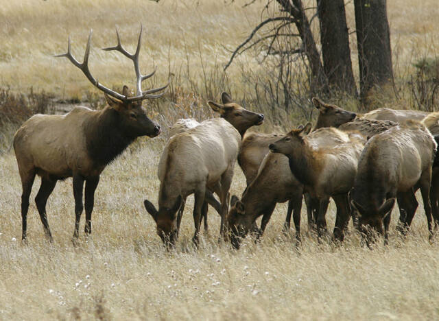 Game commission’s ‘Elk Cam’ goes live on Saturday