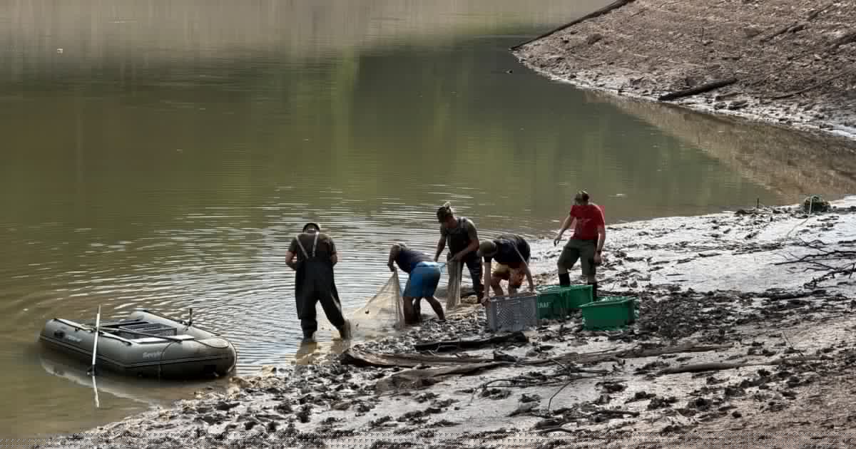 Freiwillige helfen - Fischrettung, weil Nussensee auszutrocknen droht