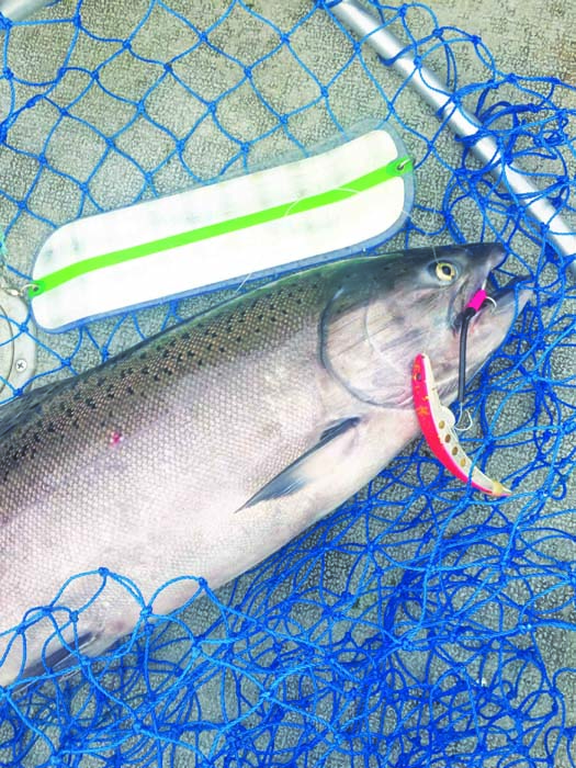 Snake River reopens to fishing for wild adult chinook salmon on Oct. 4
