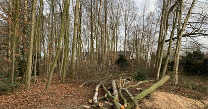Abattage d’arbres au parc du Paradis à Braine-l’Alleud: "Pourquoi ne pas se limiter aux arbres à risques ?"