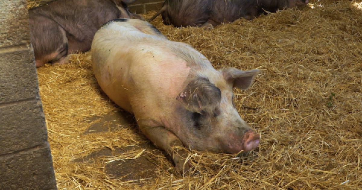 Sector Focus August 2026: Pigs