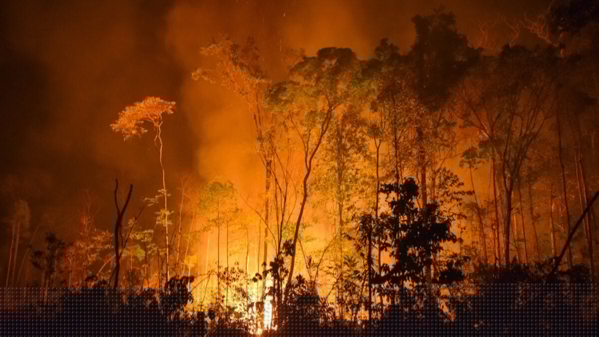 A ‘Super’ El Niño Could Push the Amazon Toward a Tipping Point, Scientists Warn