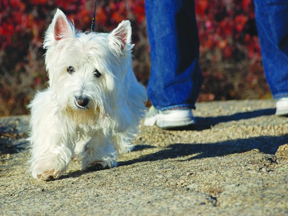 Helping rescue animals