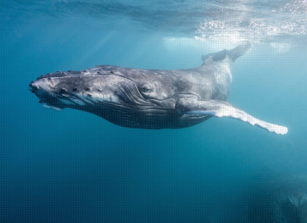 Historic Ocean Treaty set to enter into force, opening path for marine biodiversity recovery