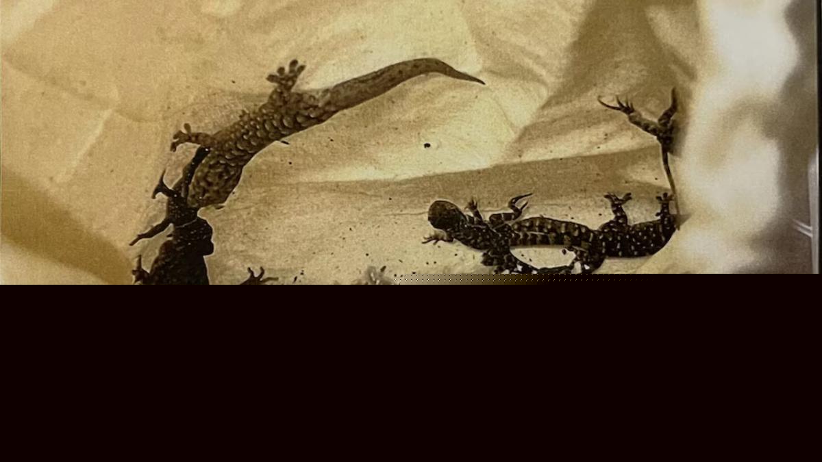 Nicholas Thomas Havet: New South Wales man fined over attempt to smuggle lizards out of WA