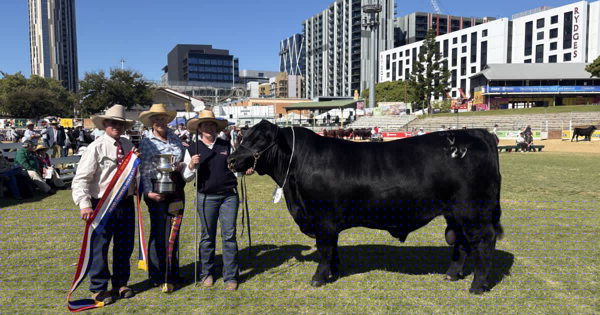 How global genetics made this 'spot on' Angus bull an Ekka grand champion