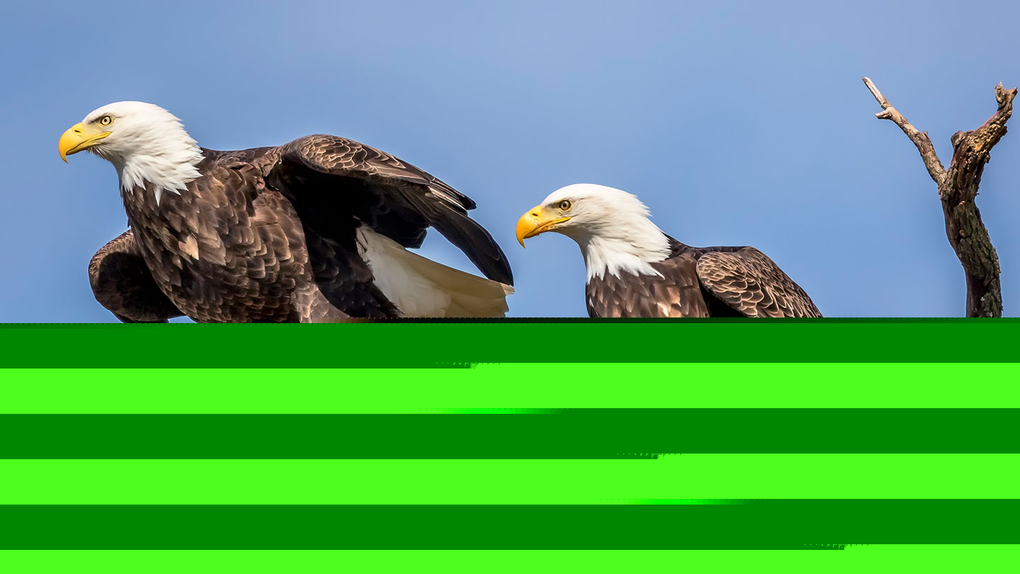 Comment on A toxin behind mysterious eagle die-offs may have finally been found by Frontline Dispatches – May 2021 Vol. III, No. 5 - Conservation Frontlines