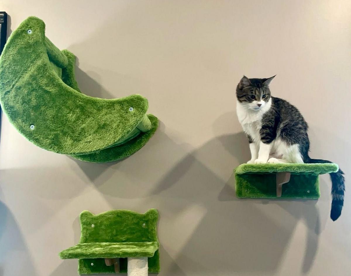 New Marion Cat Cafe to Host Grand Opening This Weekend