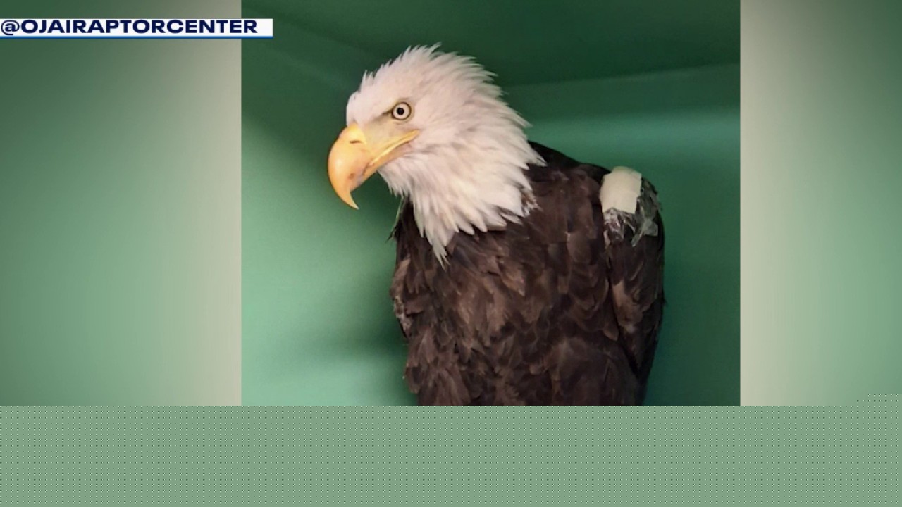 Big Bear eagle Jackie moves out of ICU