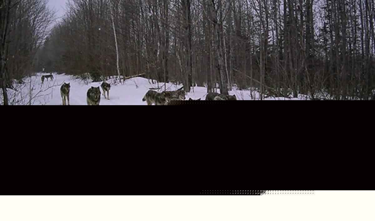 DNR Cameras Offer New Look at Wolf Population