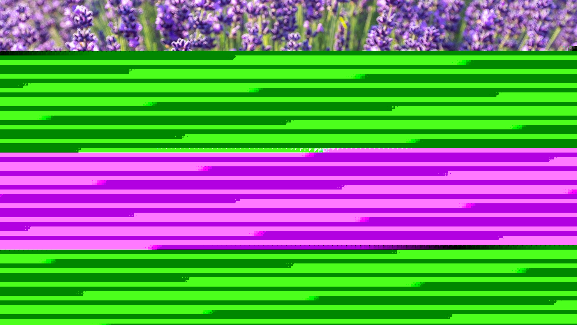 August is the best month to prune lavender — but avoid making this one mistake