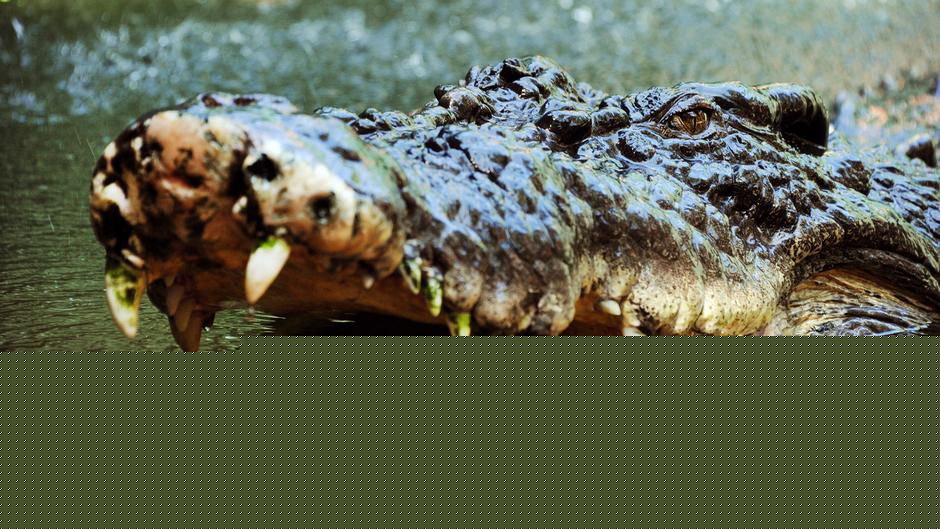 Crocodile wrestling influencer flouts wildlife rules