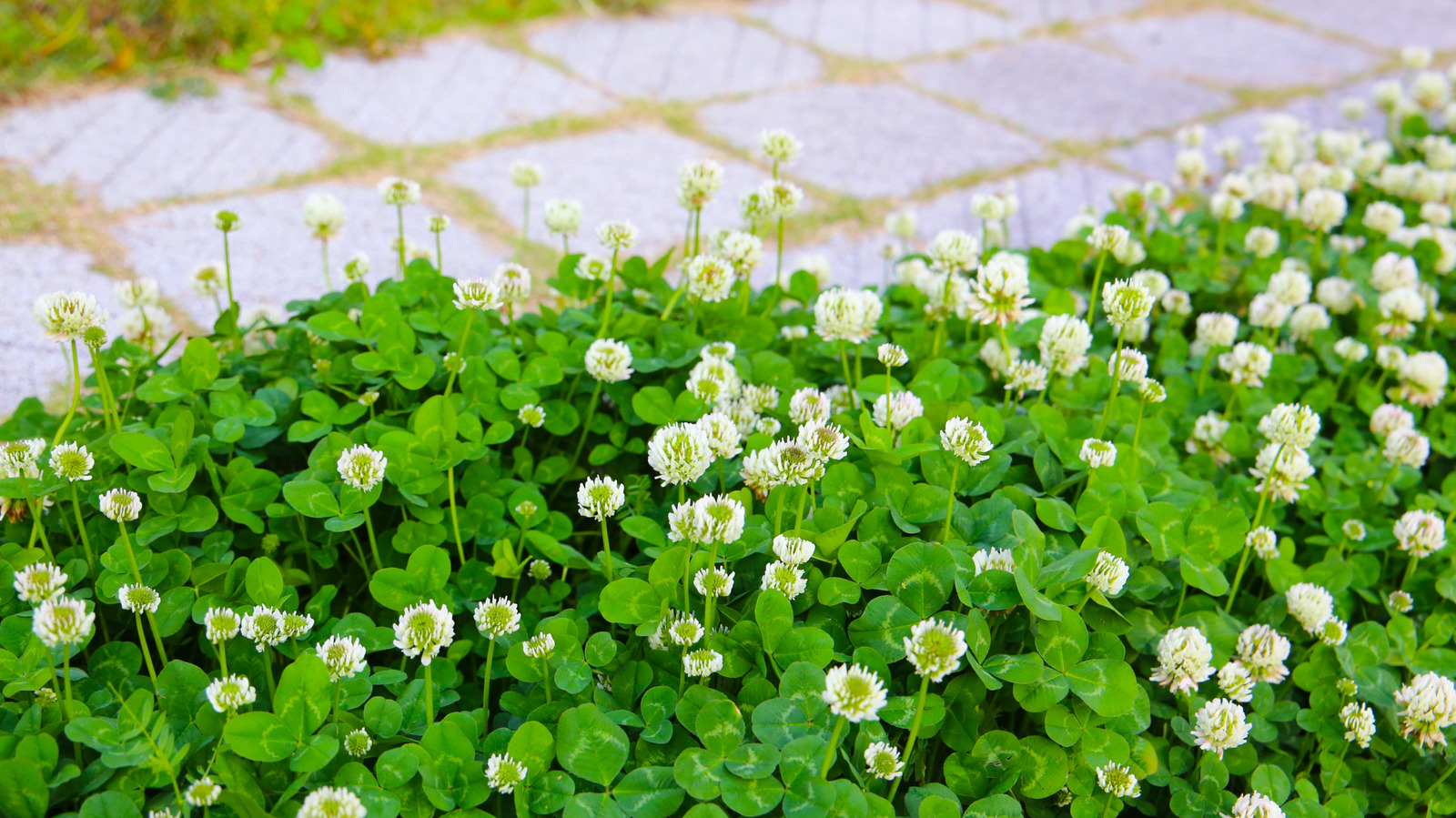 Why Is Clover Taking Over Your Yard?