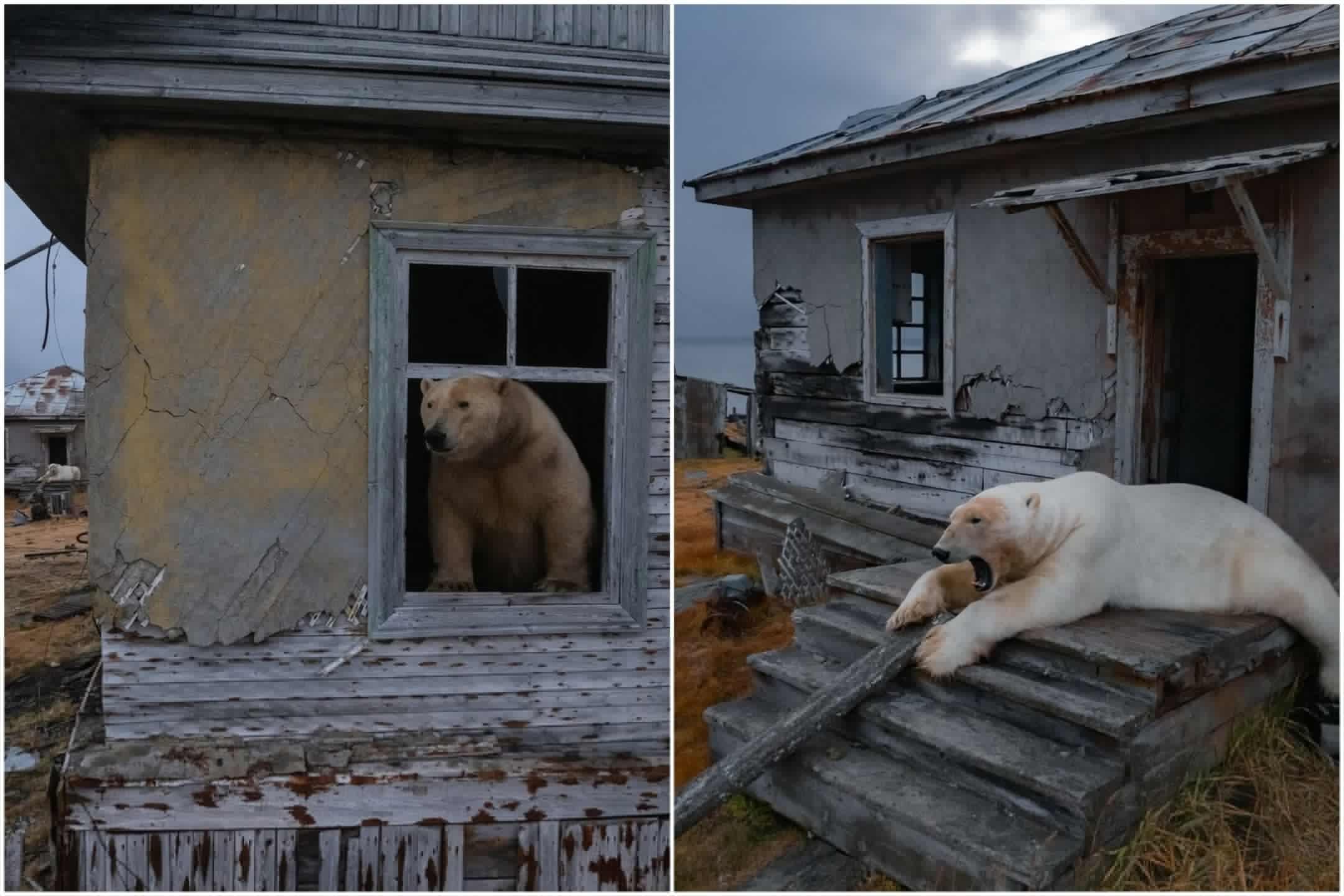 Osos polares invaden una estación soviética abandonada en el Ártico ruso