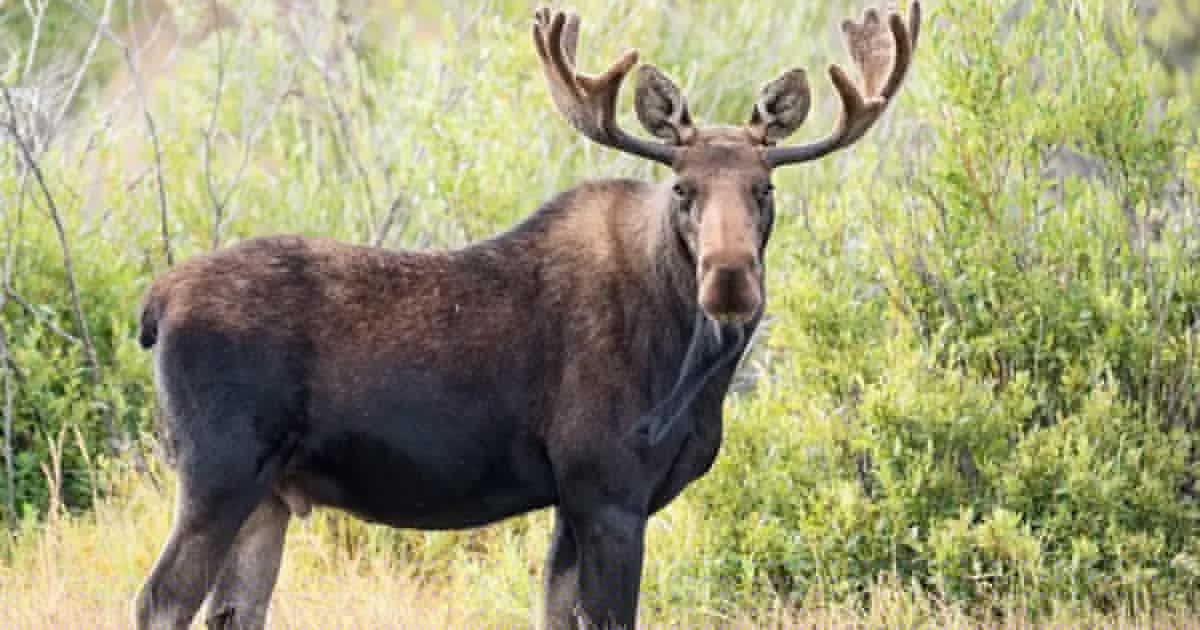 Deadliest animal in every US state revealed, from moose and bears to dogs