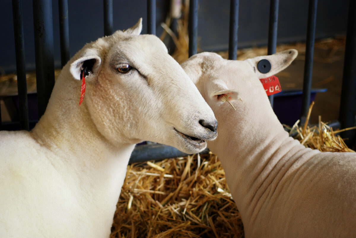 Wisconsin Lamb Production Increases