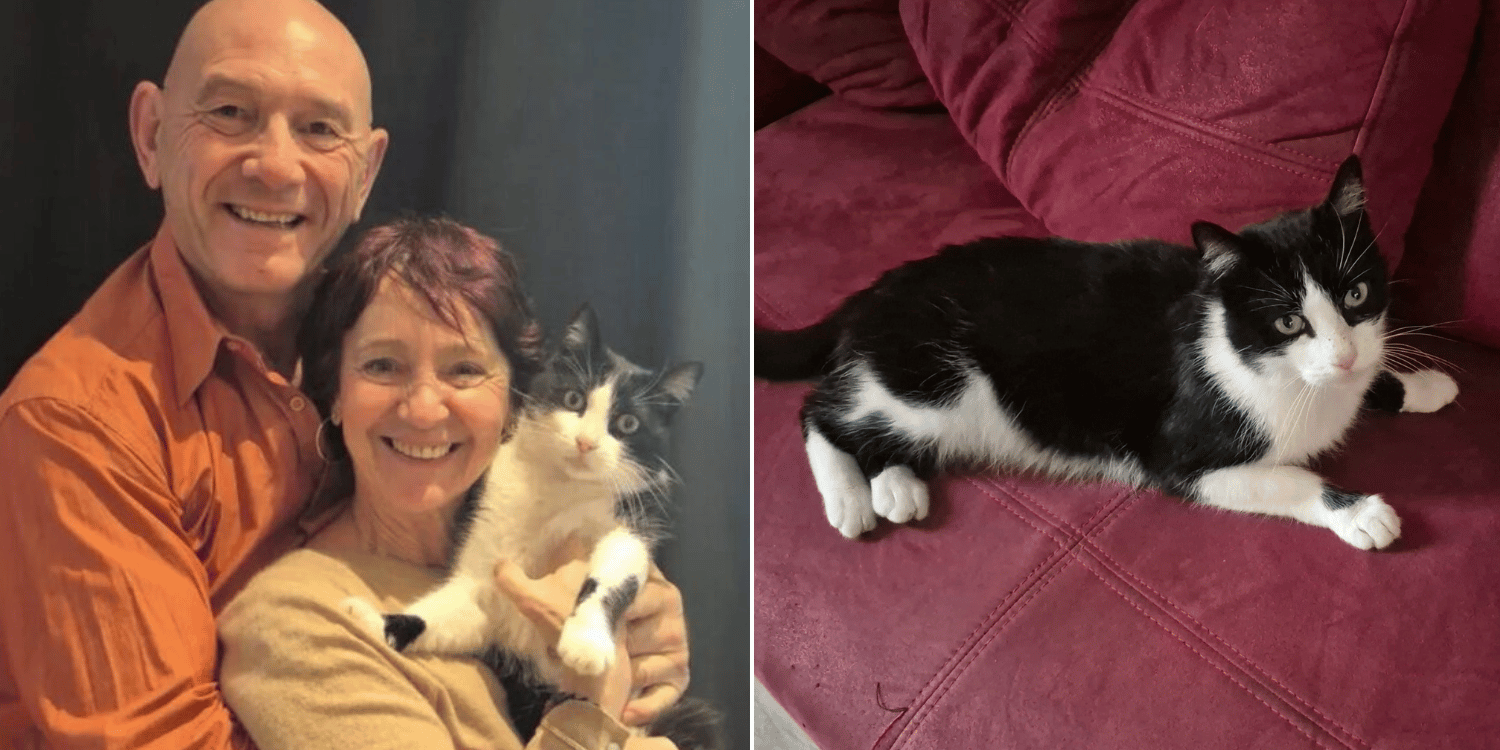 Cat travels more than 200km from Spain to France to return to owners after going missing for 5 months