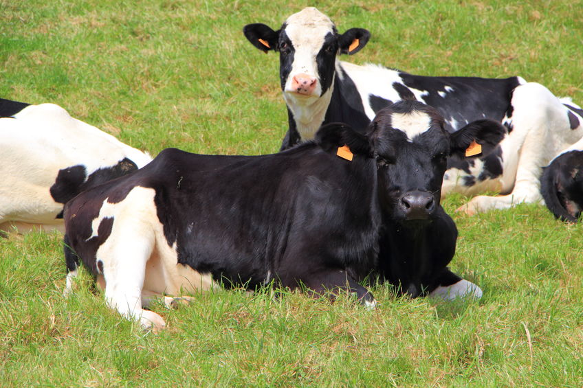 Calls for ramped-up efforts against stock theft