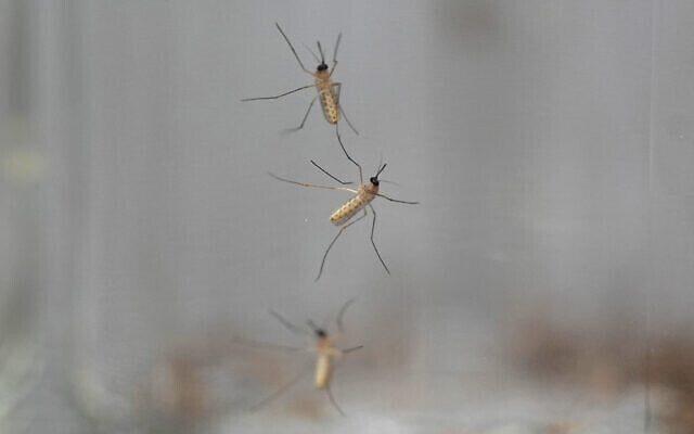 'Outbreak' of West Nile Fever reported in Israel, 7 hospitalized in Tel Aviv