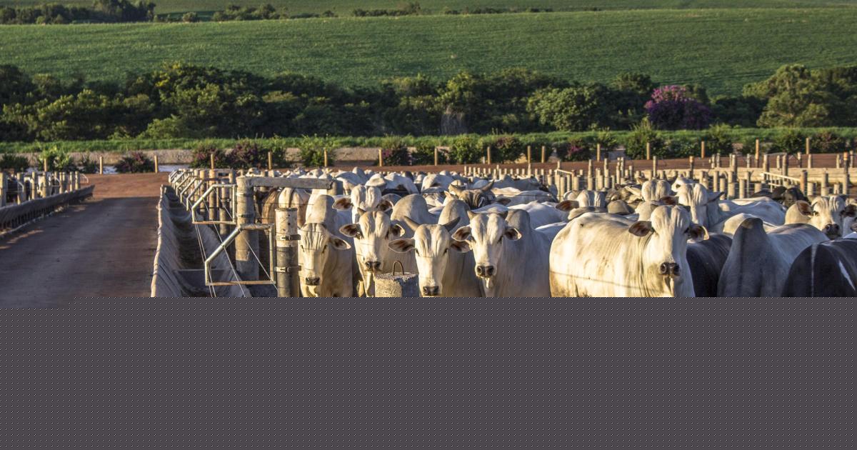 Warning over Brazilian meat moving to UK amid tighter EU rules