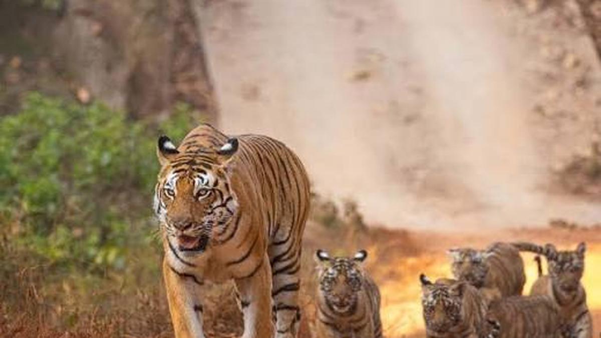 Co-existing with tigers outside reserves