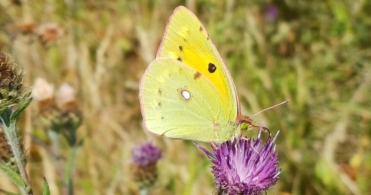 OPINION: Clouded Yellows, Mediterranean Migrants