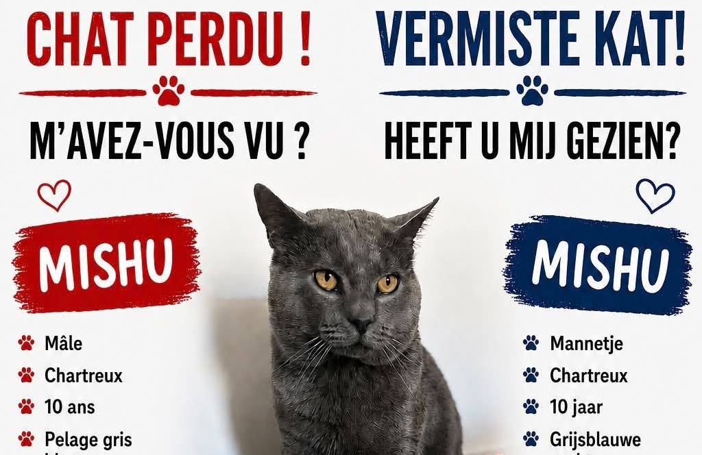 Motan dispărut după un zbor Bacău – Bruxelles, găsit viu după 17 zile pe aeroport. Cazul a mobilizat comunitatea românească