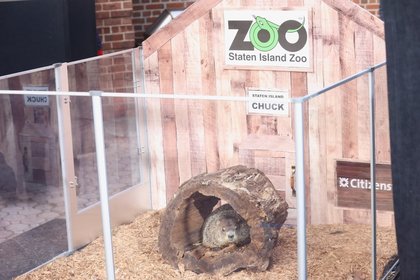 Will Staten Island Chuck keep his Groundhog Day accuracy streak in 2026?