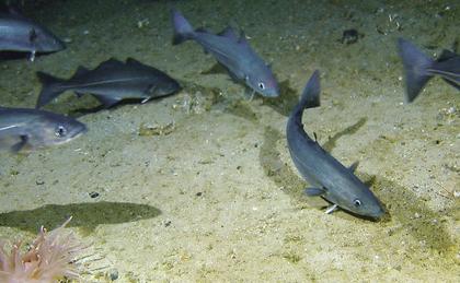 Fisk fra Barentshavet har mindre miljøgift enn fisk fra Norskehavet
