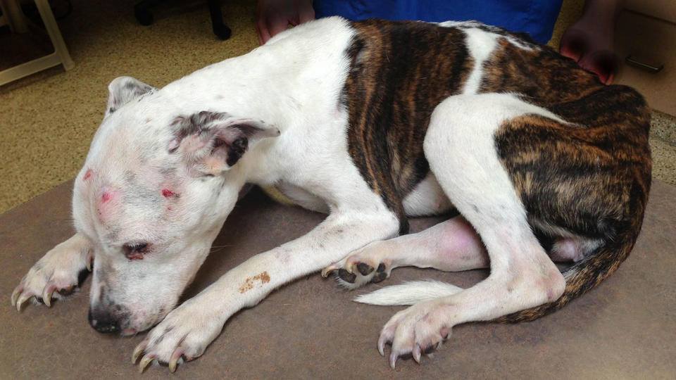 Comment on Help Boston Police find the person who tortured and killed this dog – $5,000 by กิฟฟารีน