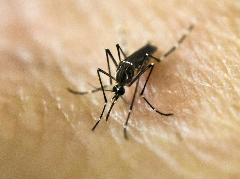 First adult human case of West Nile Virus reported in city: Toronto Public Health
