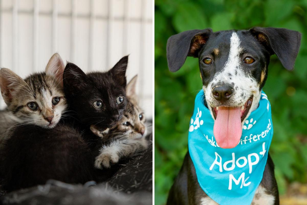 Bissell’s Empty the Shelters Returns to Michigan This October