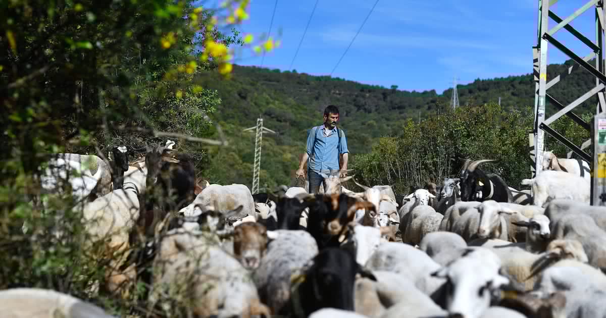 Europe turns to goats to prevent wildfires