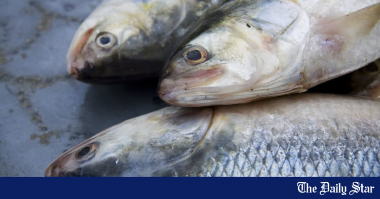 Children tied, tortured over alleged hilsa theft in Patuakhali