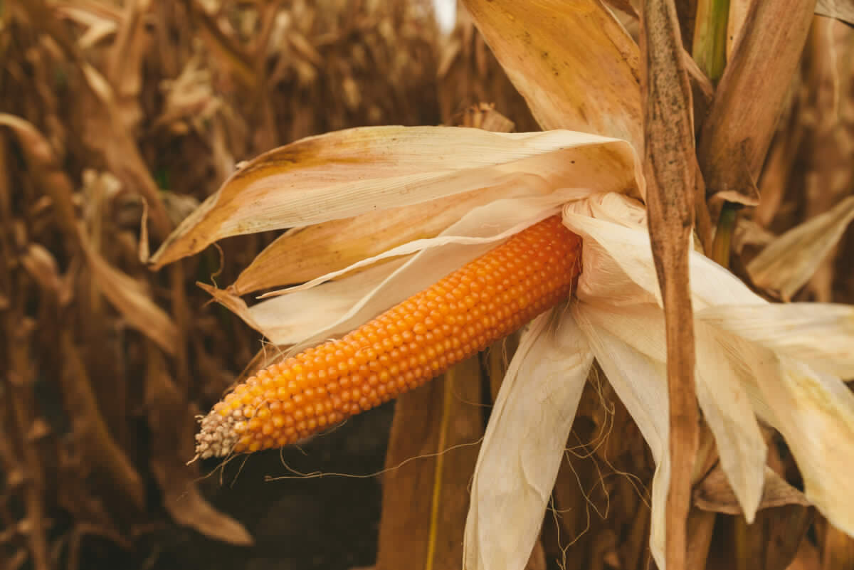 Enter The 2026 National Corn Yield Contest!