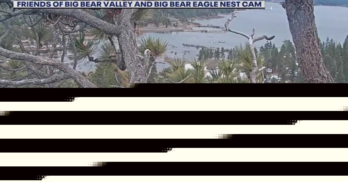 Will Shadow move on? Expert weighs in on Big Bear eagle territory drama