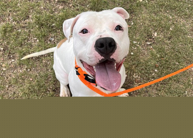 KRDO’S Tuesday Afternoon Pet of the Week