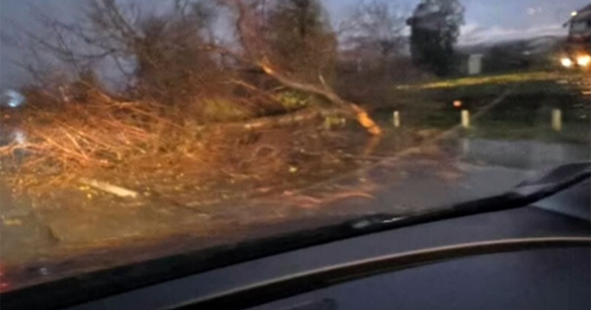 Haos na auto-putu kod Kovilja: Vozači u šoku, ogromno drvo palo nasred kolovoza, saobraćaj gotovo blokiran!