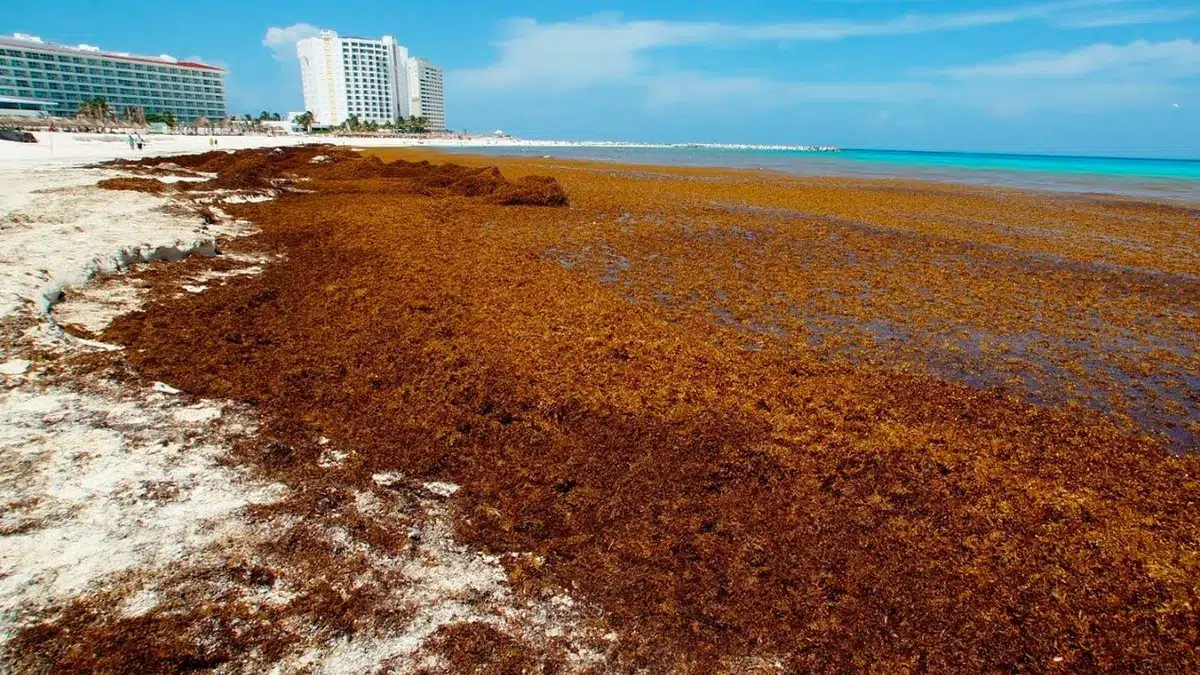 México invierte 115 millones de dólares para combatir el sargazo en las playas de Cancún e Isla Mujeres