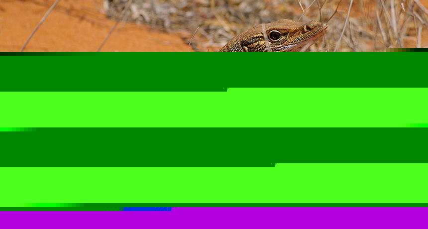 Comment on Hunting boosts lizard numbers in Australian desert by An ancient bone recasts how Indigenous Australians treated megafauna - Science & Aerospace