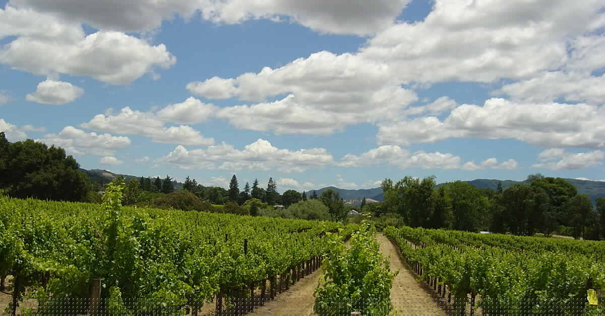 Wildfires Darken The Clouds Over France's Bordeaux Wine Industry