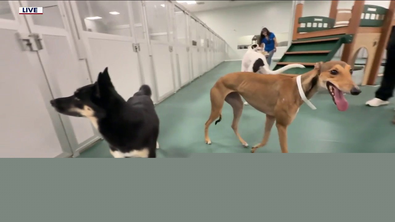 DogBeach: A luxury dog resort in Central Florida