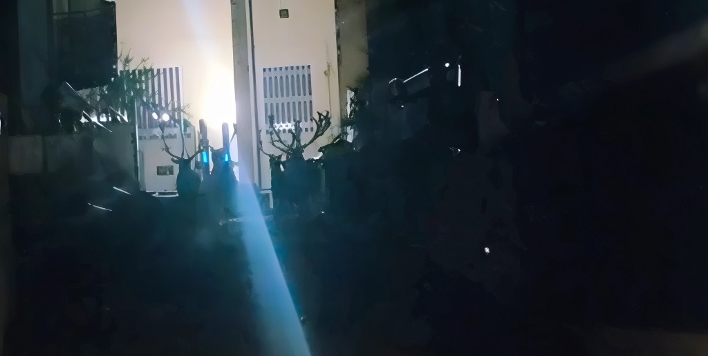Loano, daini a passeggio sulla via Aurelia: il singolare avvistamento finisce sui social