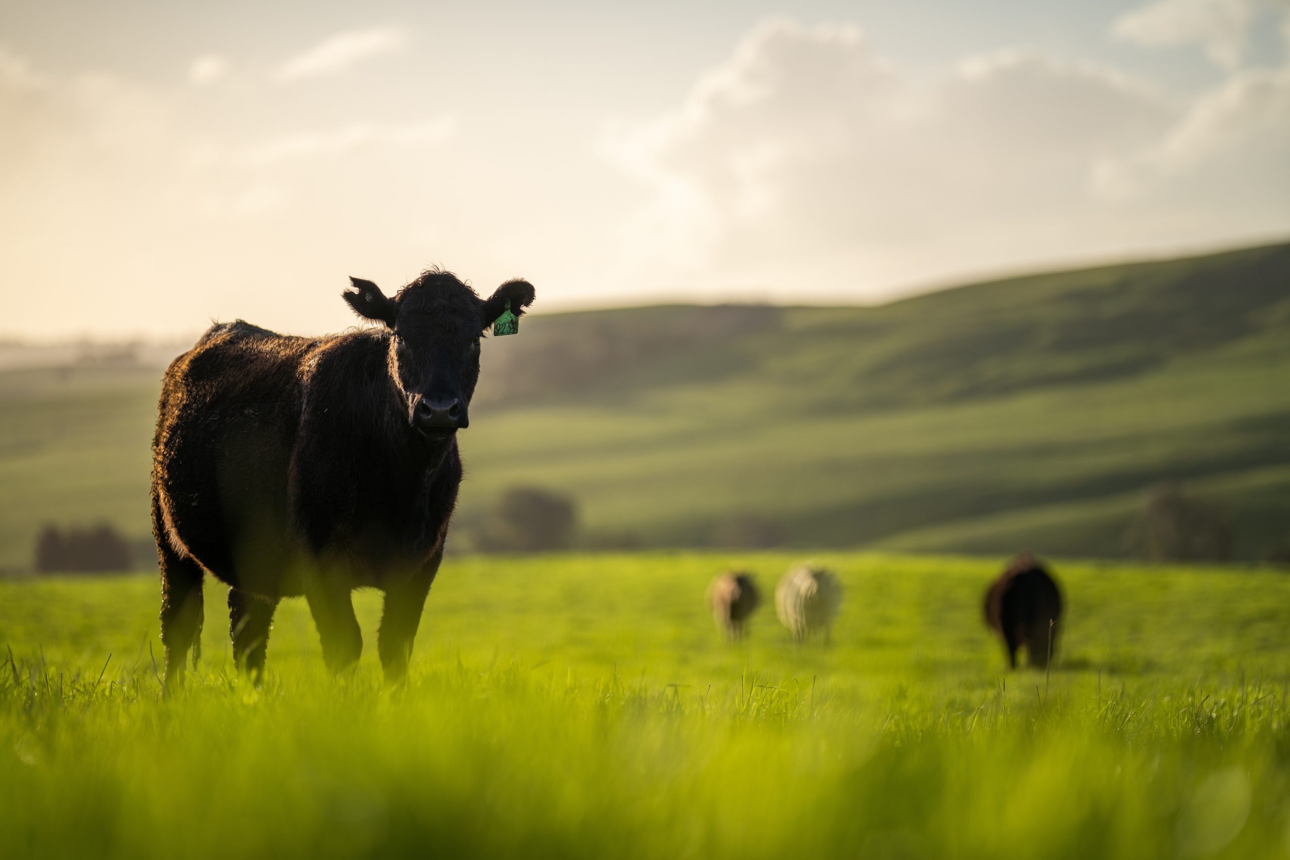 Livestock Calendar Jaunary 30 2026