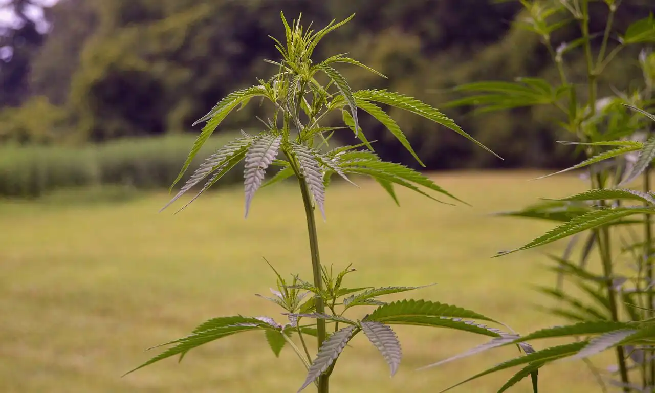 Federal Judge Allows Texas Hemp THC Restrictions To Stay In Place Amid Lawsuit Challenge