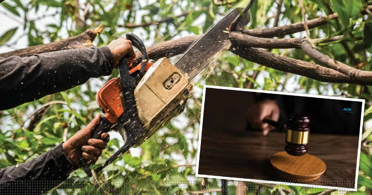 Former nurse's tree-felling death prompts call for regulation of chainsaws